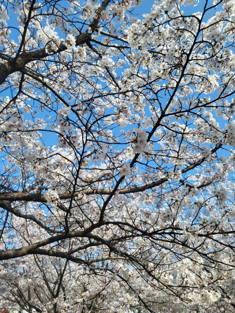 2026 Korea Cherry Blossom