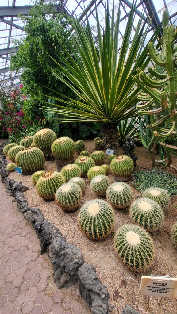 Cactuses in the botanical garden