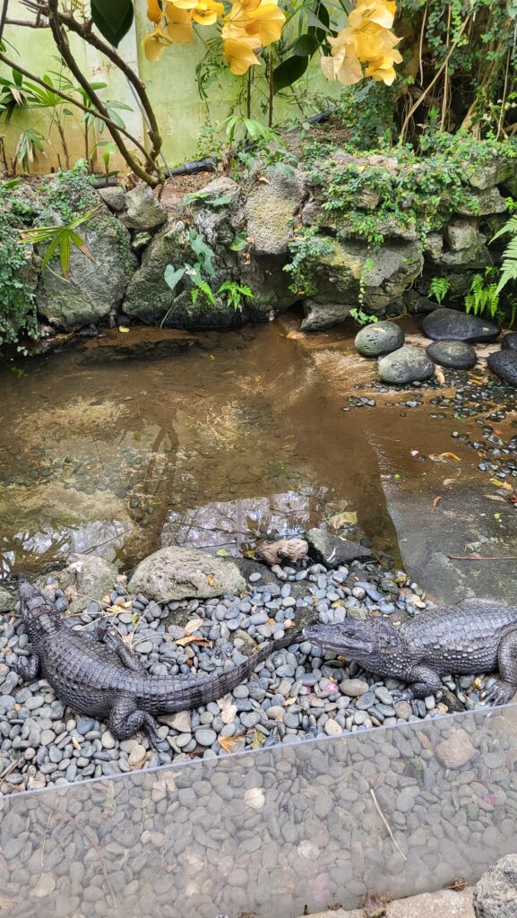 Crocodiles in the botanical garden
