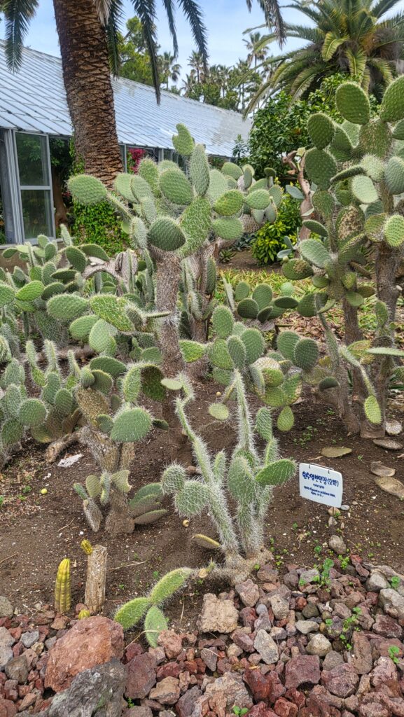 Prickly pear cactus