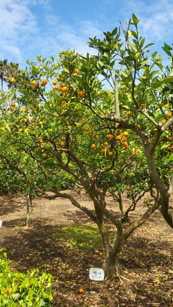Tangerines hanging bountifully on the tree