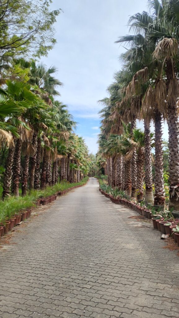 Palm tree street