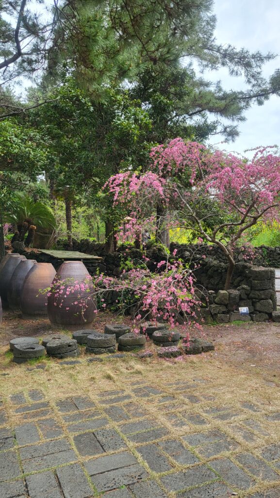 Backyard with Jangdokdae (Korean earthenware jars)