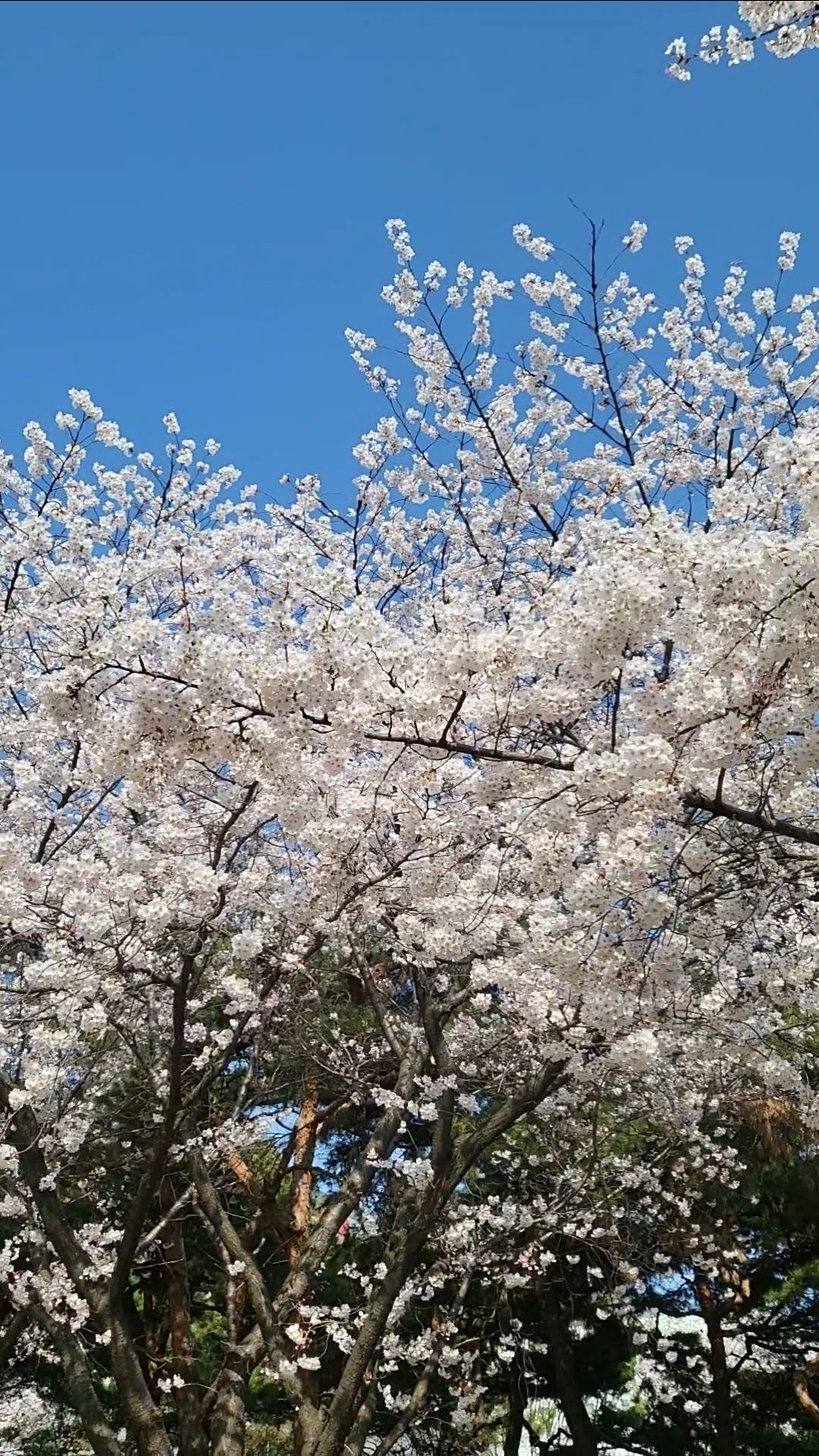 2026 Korea Cherry Blossom
